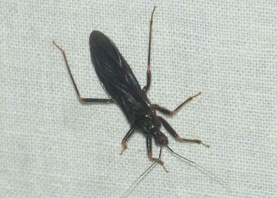 Reduvius personatus - szemetes zugpoloska