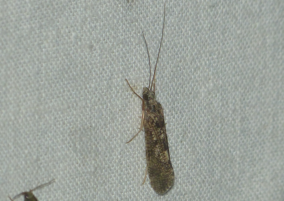 Trichoptera - Tegzesek