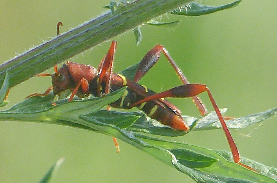 Neoclytus acuminatus - amerikai darázscincér