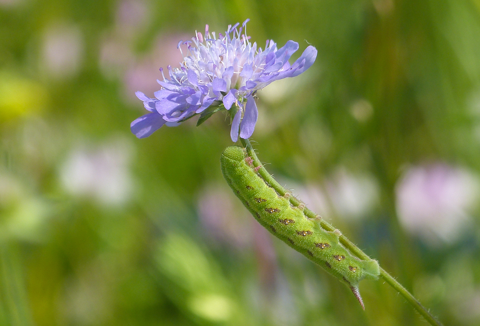 Hemaris tityus - pöszörszender