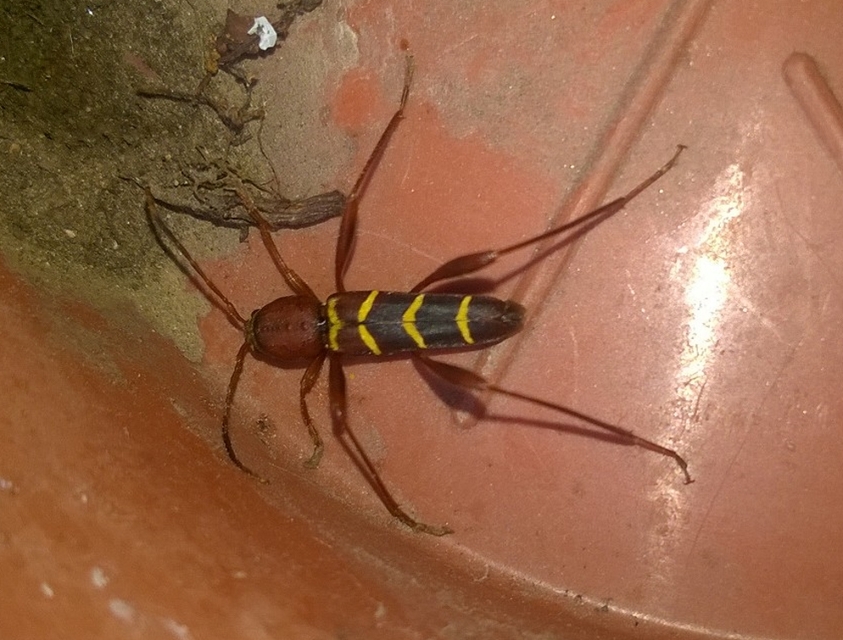 Neoclytus acuminatus - amerikai darázscincér