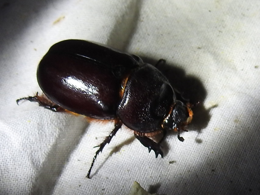 Oryctes nasicornis - orrszarvú bogár