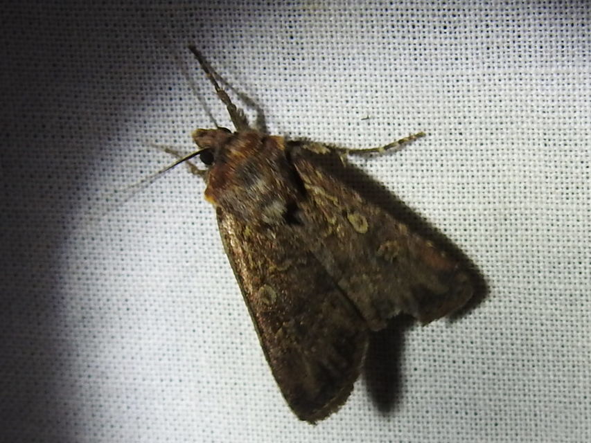 Euxoa