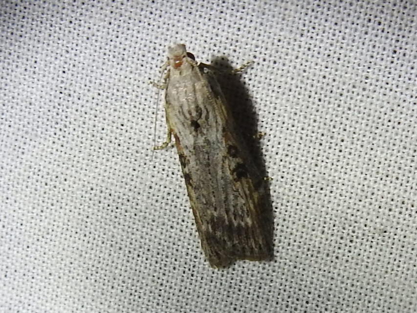 Lamoria anella - törmelékmoly