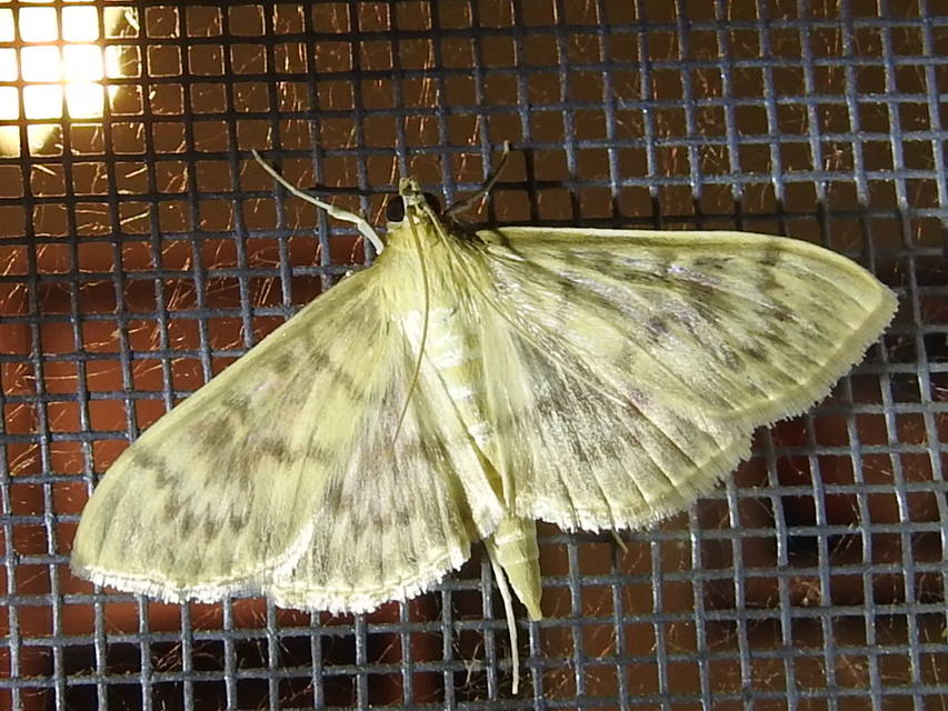 Patania ruralis - csalánevő tűzmoly