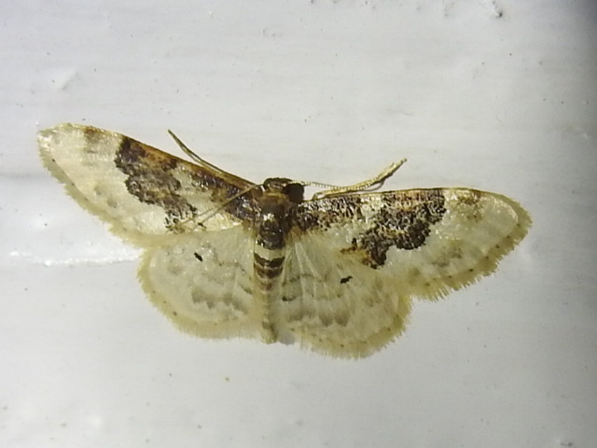 Idaea rusticata - tarka apróaraszoló