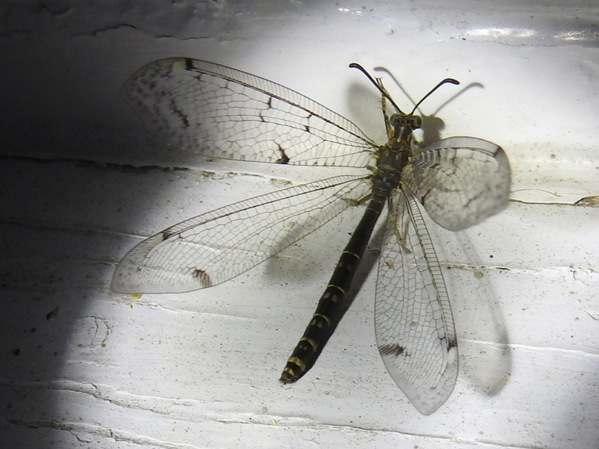Distoleon tetragrammicus - négyfoltos hangyaleső