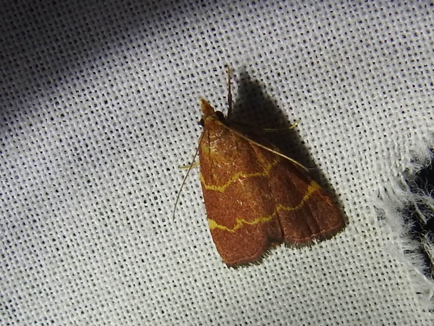Hypsopygia rubidalis - vörös fényilonca