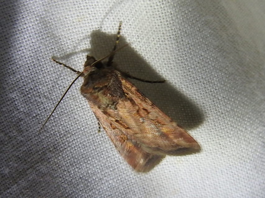 Euxoa