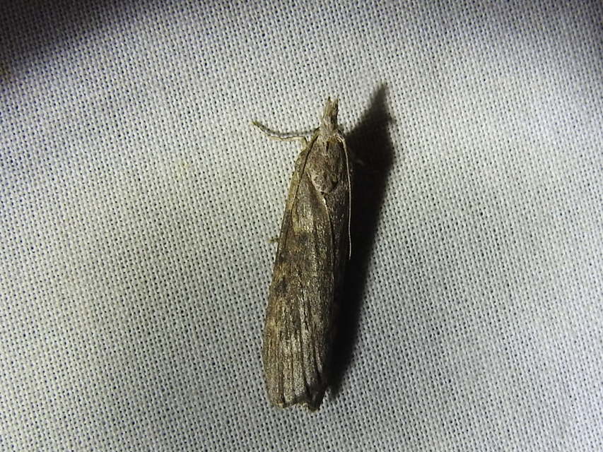 Lamoria zelleri - koldusmoly