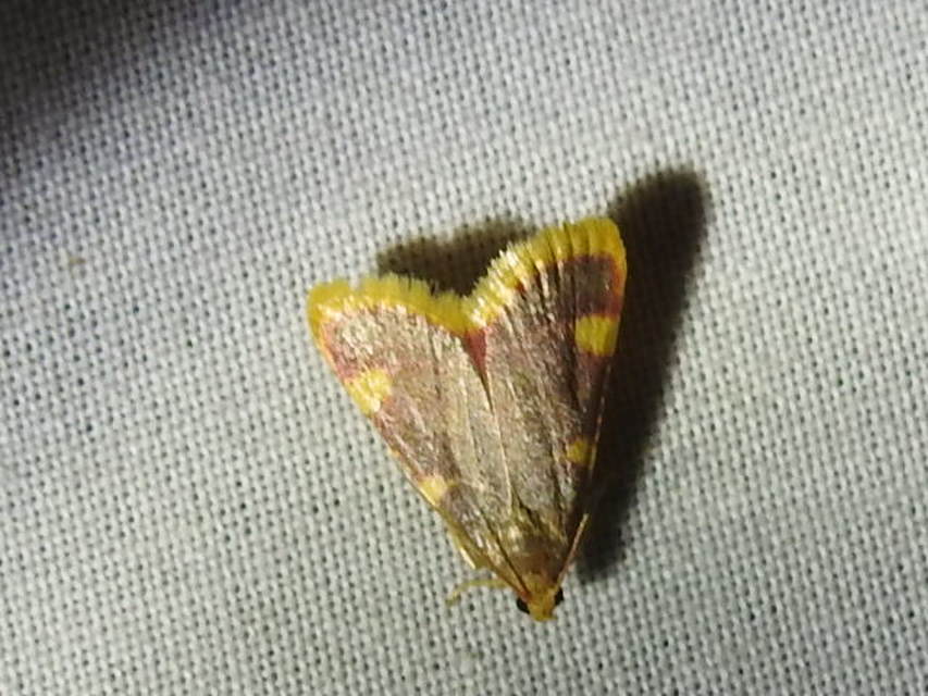 Hypsopygia costalis - szénailonca