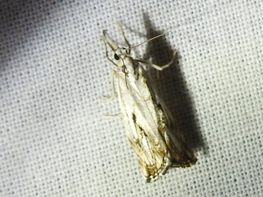 Catoptria falsella - hálós fűgyökérmoly