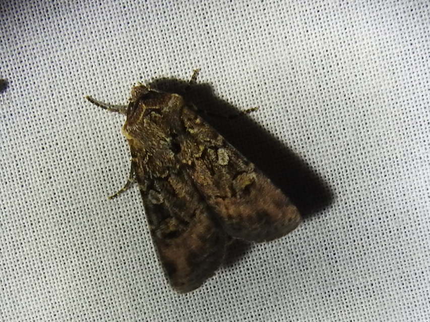 Euxoa