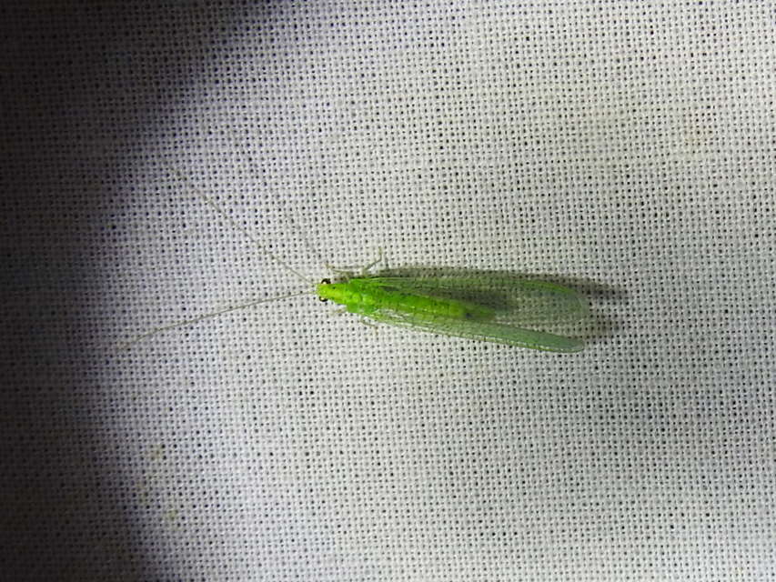 Chrysopidae - zöldfátyolkák