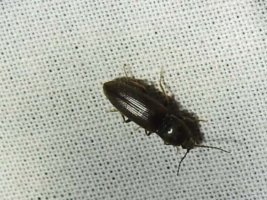 Dicronychus