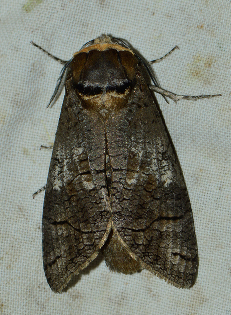 Cossus cossus - fűzfarontólepke