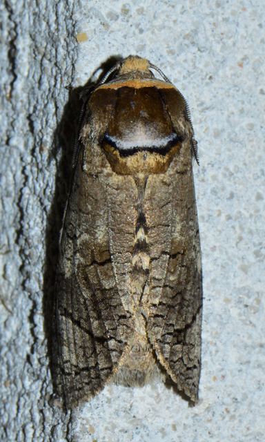 Cossus cossus - fűzfarontólepke