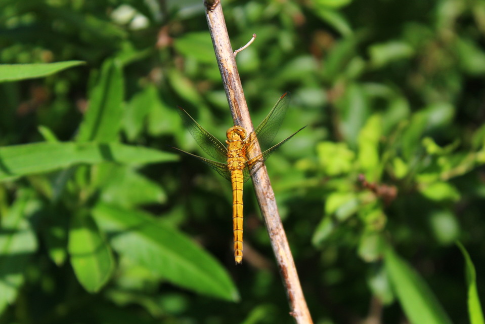 Orthetrum coerulescens - karcsú pásztorszitakötő
