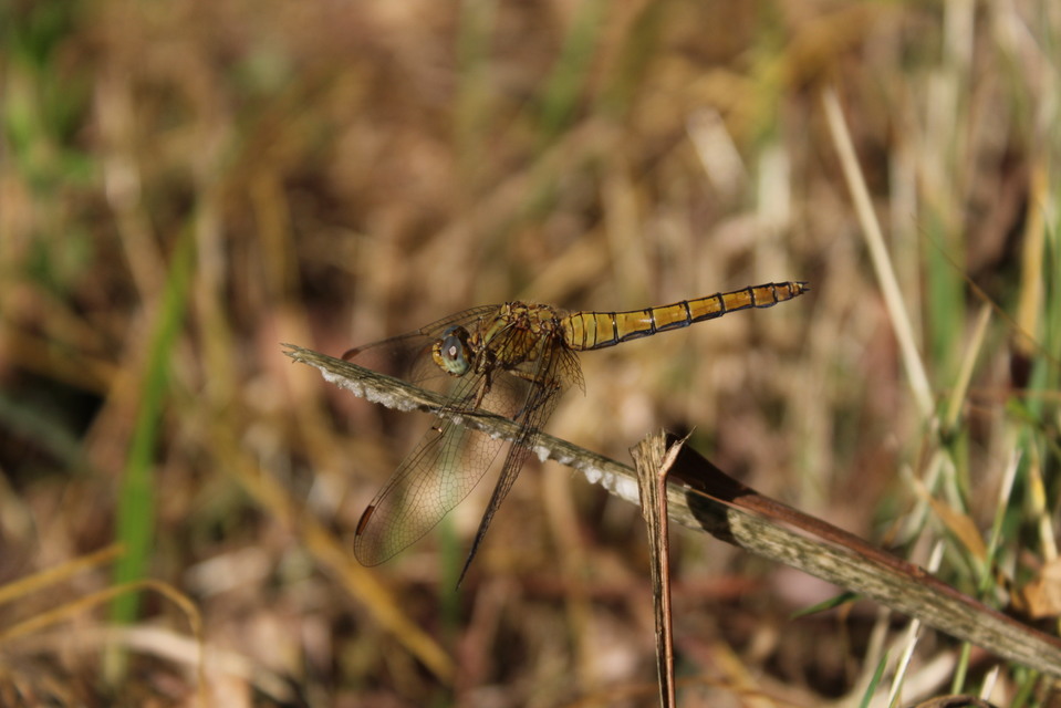 Orthetrum coerulescens - karcsú pásztorszitakötő