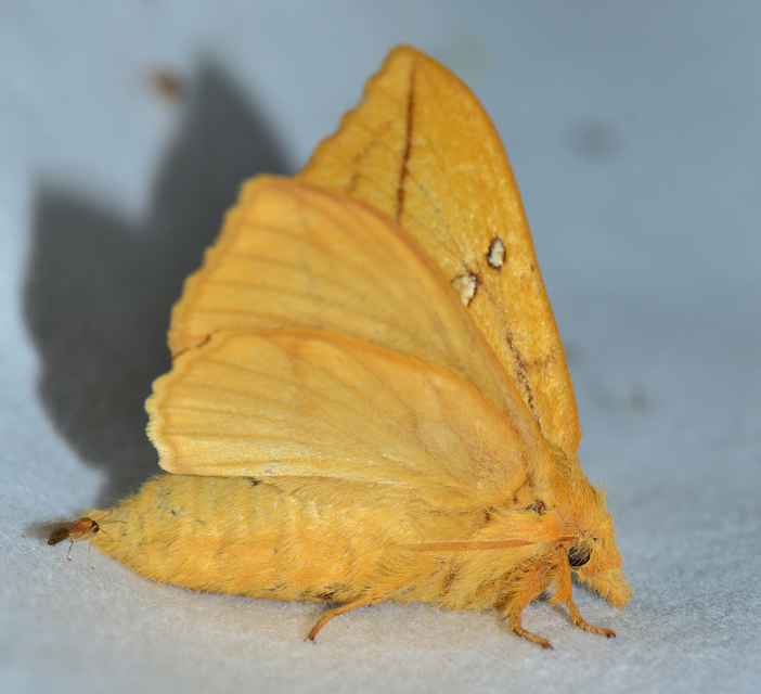 Euthrix potatoria - szomjas pohók