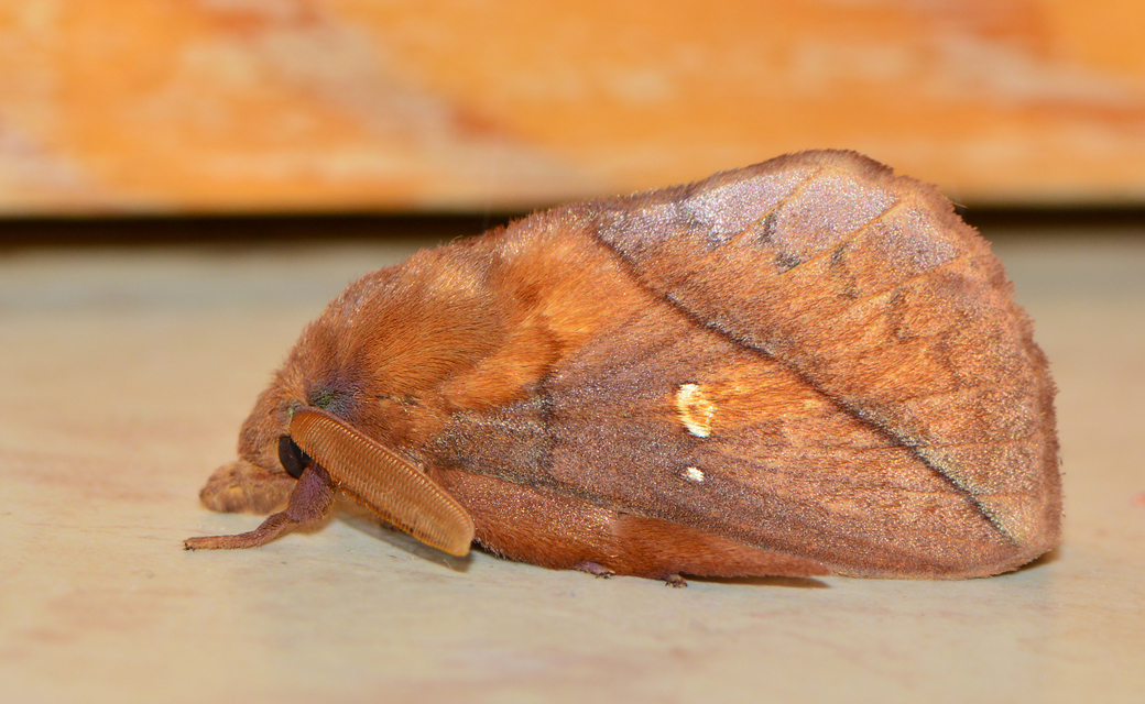 Euthrix potatoria - szomjas pohók