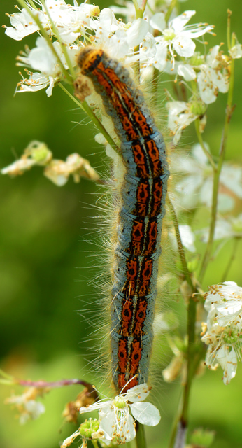 Malacosoma castrensis - kutyatejszövő