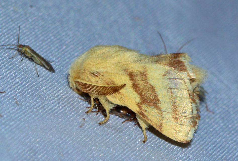 Malacosoma castrensis - kutyatejszövő