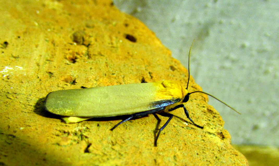 Lithosia quadra - négypettyes zuzmószövő