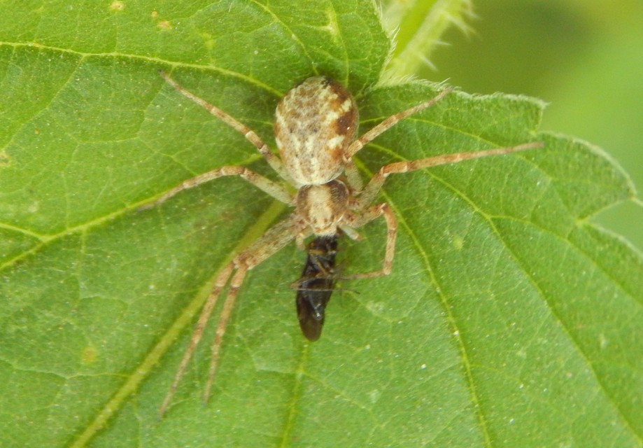 Philodromus