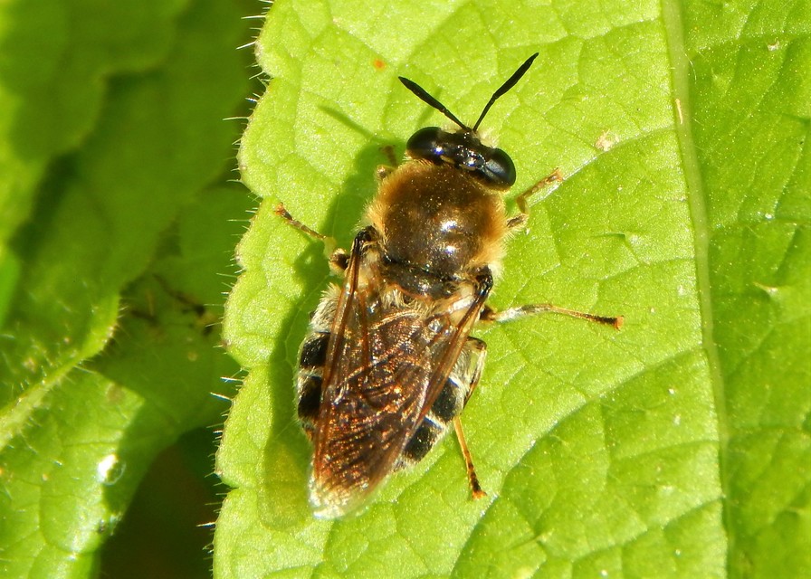 Hymenoptera - Hártyásszárnyúak
