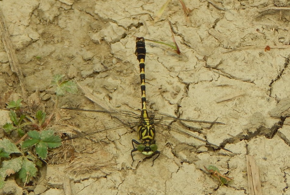 Onychogomphus forcipatus - gyűrűs folyami-szitakötő