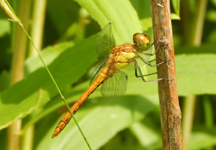 Sympetrum striolatum/vulgatum