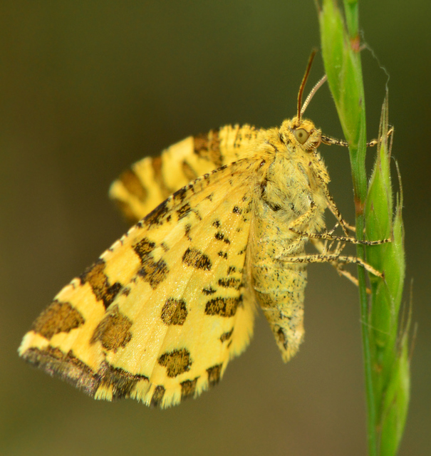 Pseudopanthera macularia - párducfoltos araszoló