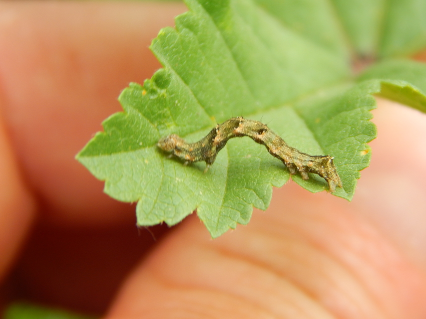Acontia lucida - fehér nappalibagoly