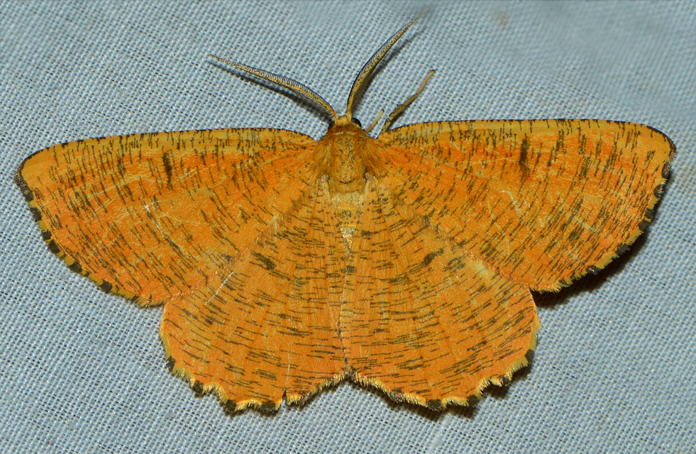 Angerona prunaria - sárga kökényaraszoló