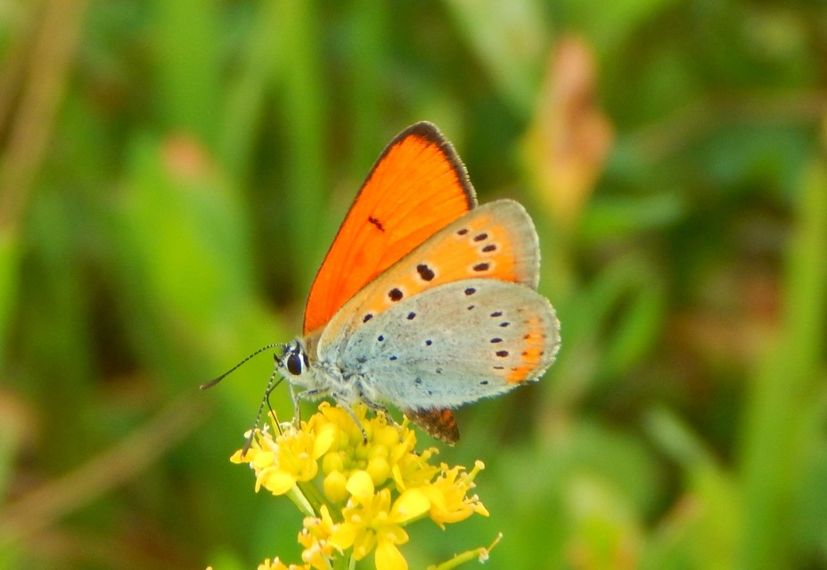 Lycaena dispar rutilus - nagy tűzlepke