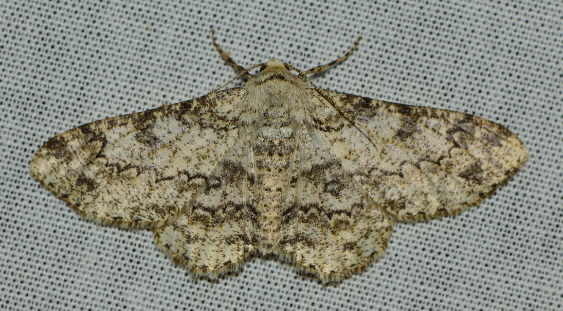 Ascotis selenaria - holdas faaraszoló