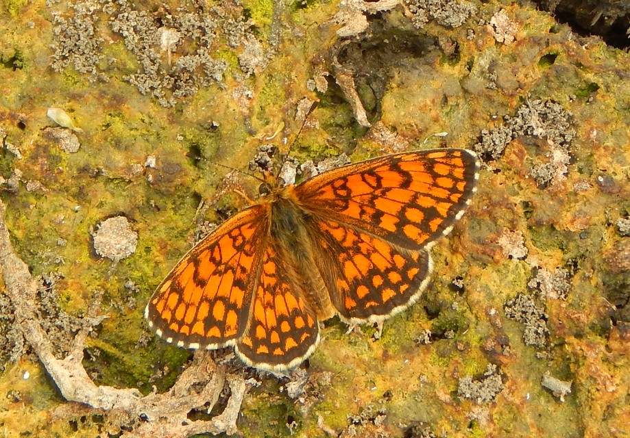 Melitaea athalia - közönséges tarkalepke