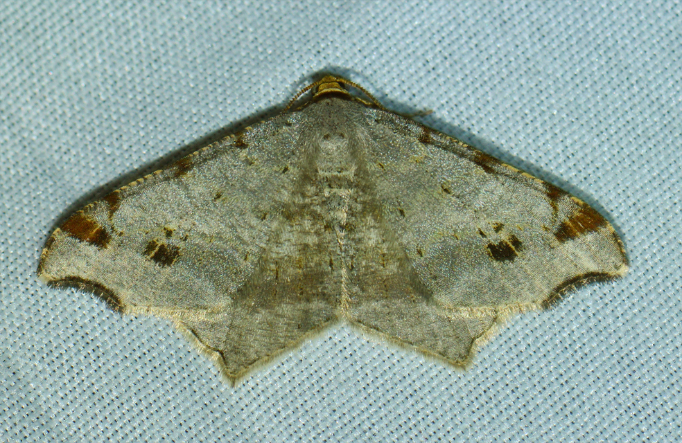 Macaria alternata - közönséges szürkearaszoló