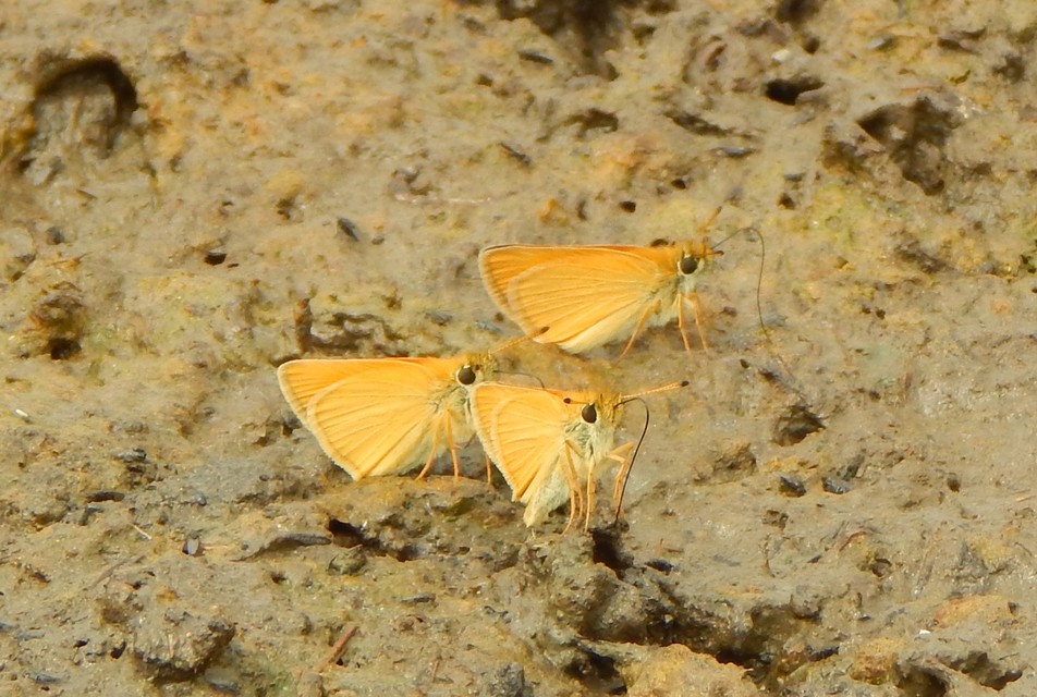 Thymelicus lineola - vonalas busalepke