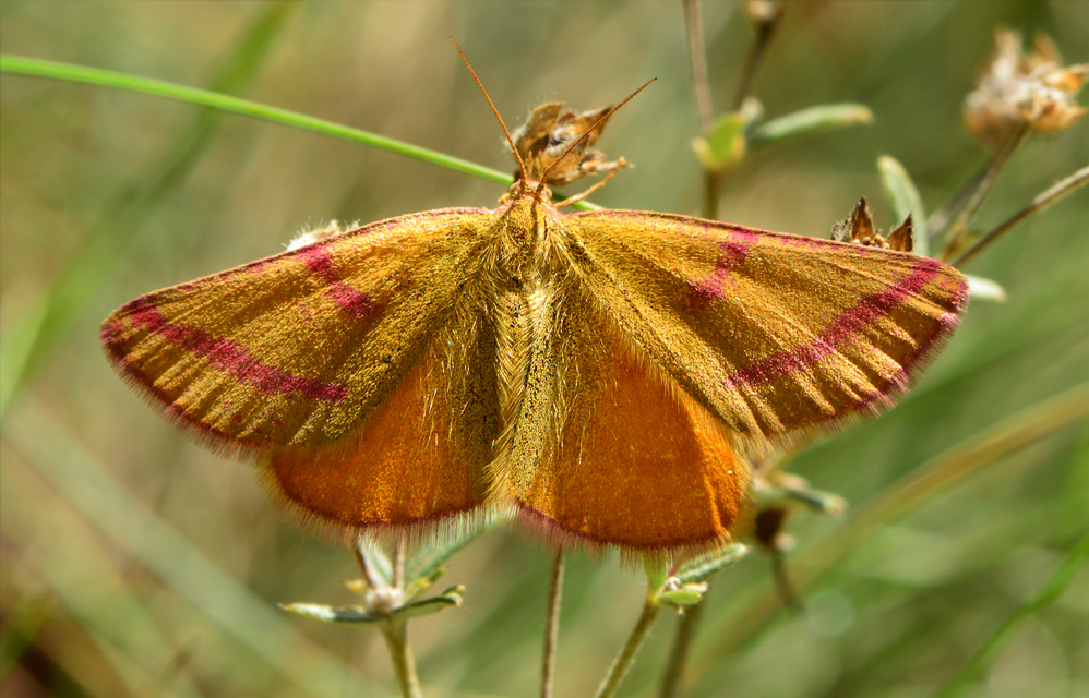 Lythria purpuraria - bíborsávos araszoló