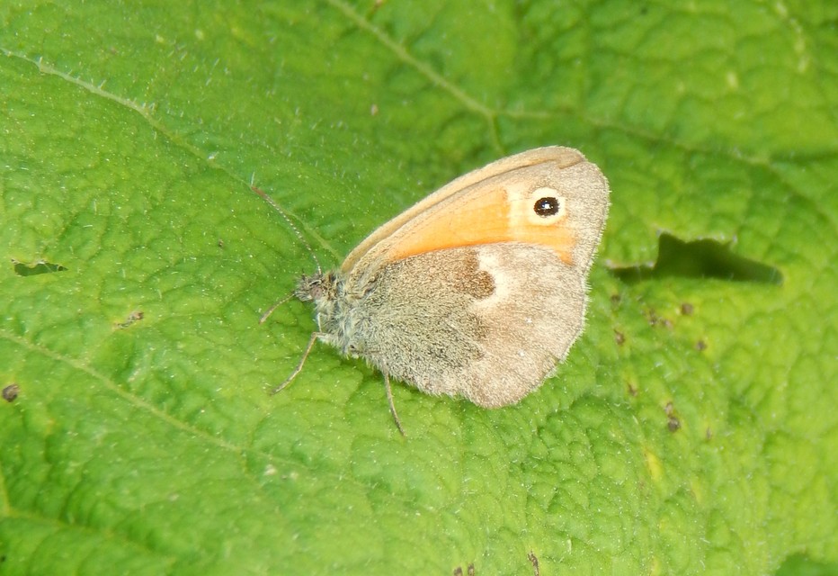 Coenonympha pamphilus - kis szénalepke