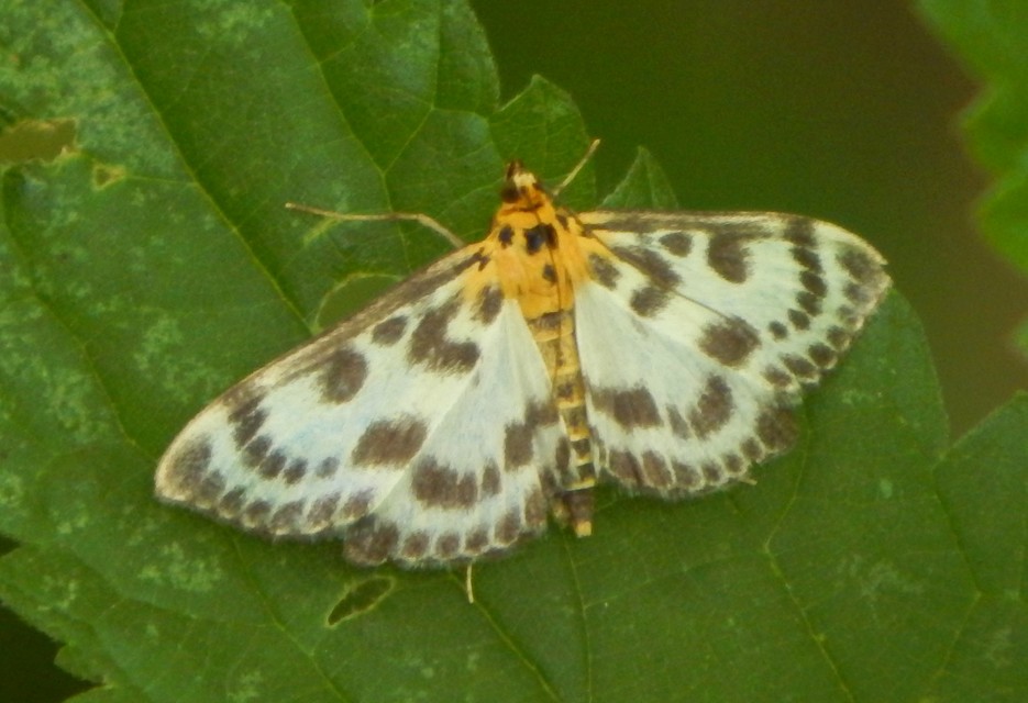 Anania hortulata - tarka csalánmoly