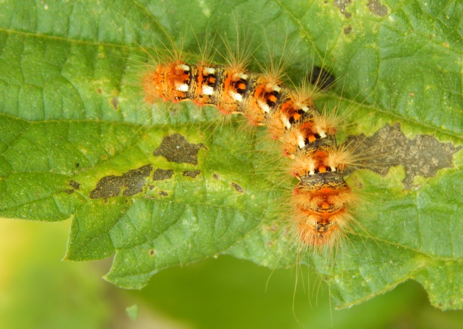 Acronicta rumicis - sóska-szigonyosbagoly