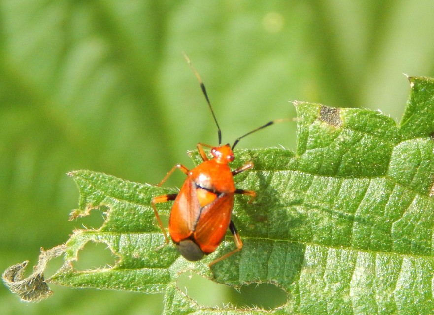 Deraeocoris ruber - vöröses mezeipoloska