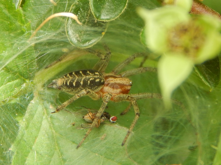 Agelena labyrinthica - illó tölcsérpók