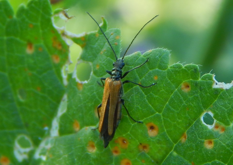 Oedemera femorata - sárgahátú álcincér