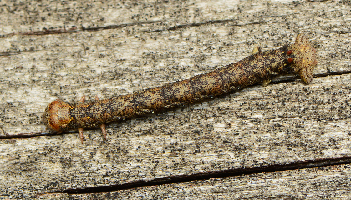 Colotois pennaria - tollascsápú araszoló