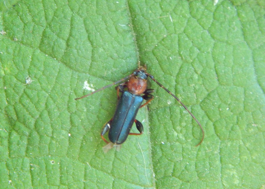 Phymatodes testaceus - változékony korongcincér