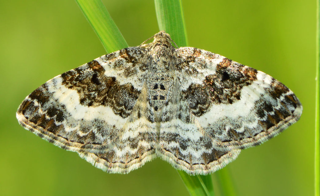 Epirrhoe alternata - galaj-tarkaaraszoló